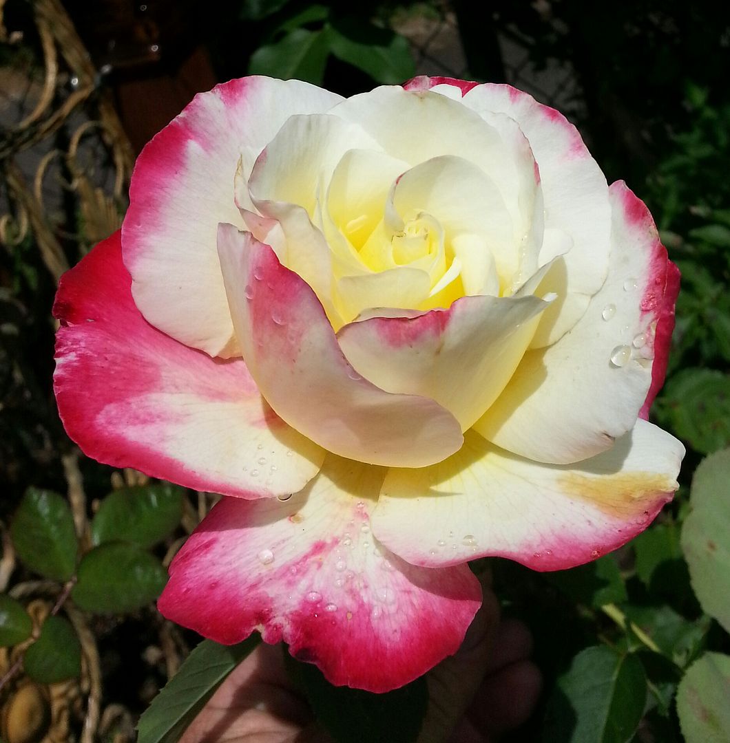  photo 20140622_134025-1_zpsxqca7tew.jpg